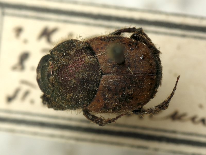 Onthophagus coenobita (Herbst, 1783)